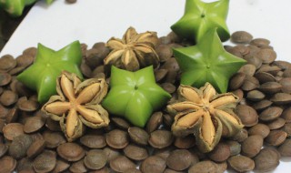 美藤果栽培技术（美藤果树苗）