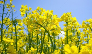 油菜花是几月份开花（油菜花是几月份开花的）