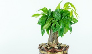 发财树盆栽怎么养（发财树盆栽怎么养粗）