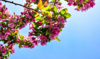 金铃花怎么养 金铃花怎么养殖