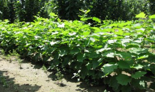 榛子树苗什么时候栽 榛子树苗什么时候栽最好