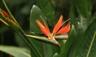 鹤望兰夏季怎么养殖最好 鹤望兰夏季怎么养殖最好的