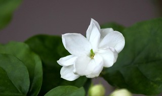 茉莉花怎么养才能更旺盛(茉莉花怎么养才能更旺盛开花)