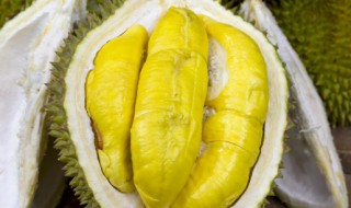 榴莲什么时候种植（榴莲什么时候种植最合适）