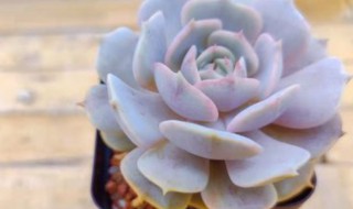 露娜莲好养吗(露娜莲和丽娜莲哪个好养)