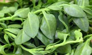 田七菜的种植方法 田七菜的种植方法视频