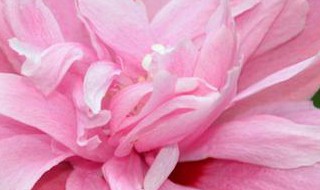 木槿花为什么不开花（木槿花为什么不开花的原因）