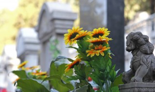 向日葵水养放多少水比较合适(向日葵水养放多少水比较合适呢)