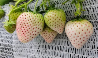 白草莓的种植方法（白草莓的种植方法和技术）