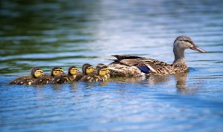 红烧麻鸭的家常做法窍门 红烧麻鸭的家常做法窍门图片