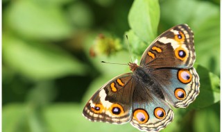 大孔雀蝶的外形（大孔雀蝶的外形是怎样的）