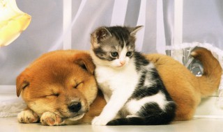 陆生生物有哪些 陆生生物有哪些?