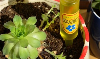 土培植物营养液每次用多少（土培植物营养液每次用多少量）