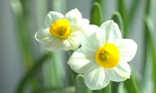 水仙花除甲醛吗（水仙花除甲醛吗有效果吗）