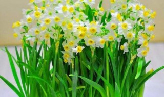 怎样才能让水仙花开花 怎样才能让水仙花开花多