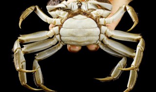 花蟹和螃蟹的区别（花蟹和螃蟹的区别是什么）