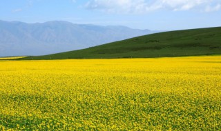 甘肃油菜花什么时候开花 甘肃油菜花什么时候开花结果