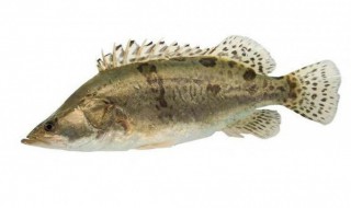 鳜鱼和桂鱼的区别是什么 鳜鱼和桂鱼的区别是什么意思