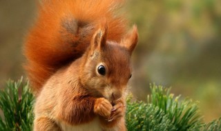松鼠长什么样 松鼠长什么样子图片 真实