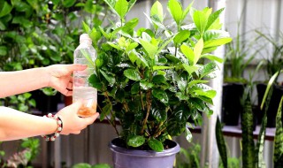 栀子花在家里养吉利吗（家里养栀子花吗吉利吗）