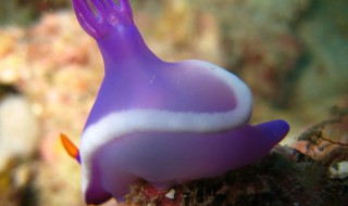 海兔是什么动物类型（海兔的种类）