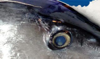 金枪鱼种类 金枪鱼种类排行