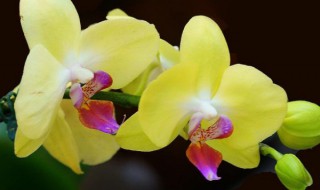 蝴蝶兰怎么配土（蝴蝶兰怎么配土视频）