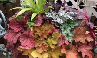 矾根能活几年 矾根多年生吗