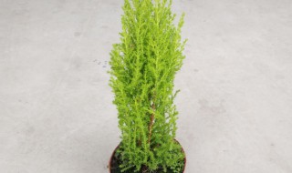 小香松适合家庭养殖吗 小香松适合家庭养殖吗视频