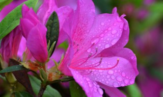 紫色杜鹃花的花语是什么（紫色杜鹃花的花语是什么寓意）