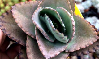 蕾丝公主的养殖方法及注意事项 多肉植物蕾丝公主怎么养