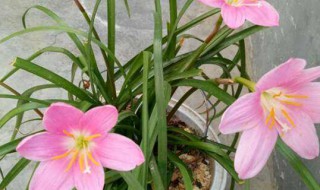 韭菜兰花的养殖方法（韭菜兰花的养殖方法和技术）