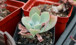 多肉雨滴怎么养(多肉雨滴怎么养出状态 养殖小技巧,值得收藏!)