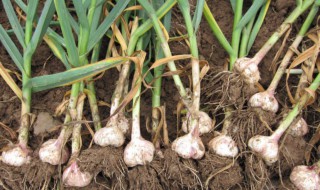 秋播大蒜几月份开始播种（秋播大蒜几月份开始播种山西朔州）