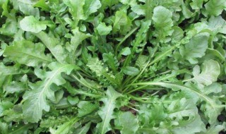 芥菜怎么养（芥菜的养殖方法）