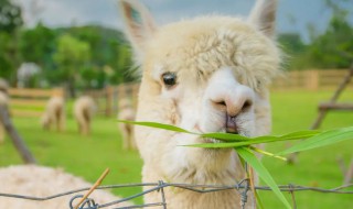 羊驼别名 羊驼别名骂人