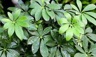 鸭掌树的养殖方法 鸭掌树的养殖方法和技术