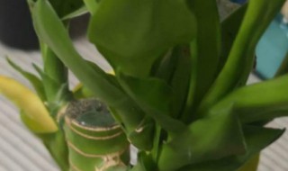 开始水养富贵竹要用生根粉吗（富贵竹怎么水养生根粉怎么用）