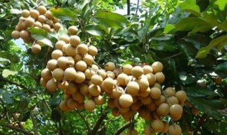 龙眼育苗方法有哪些 龙眼育苗方法有哪些技术