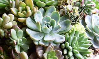 多肉植物虹之玉锦的养殖技巧有哪些(多肉虹之玉锦的养殖方法和注意事项)