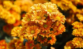 盆栽荷兰菊能养几年（盆栽荷兰菊能养几年开花）