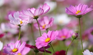 格桑花一年开几次 格桑花能开几次