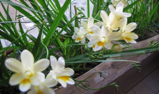 香雪兰水培怎样放（香雪兰花可以水培吗）