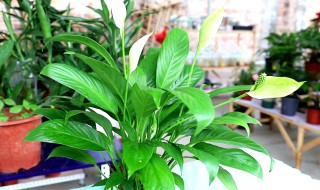 白掌应该怎么养殖 白掌怎么养殖开花