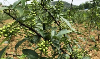 花椒树怎样修剪多挂果 花椒树该修剪了,来看看老农民的修剪方法