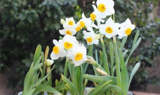 水仙花有毒怎么处理 水仙花有毒怎么处理方法