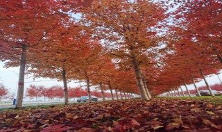 深爱总迟解将爱却晚秋是什么意思（深爱总迟解 将爱却晚秋.什么意思）