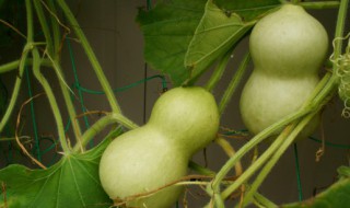 卧室里应该放什么样的葫芦（卧室里摆放葫芦好吗）