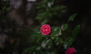 茶花冬天怎么养（茶花冬天怎么养护）