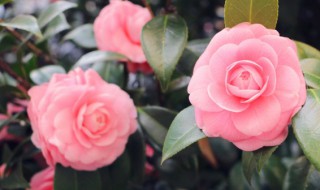 心若向阳次第花开的意思（心若向阳花自开的意思后面是?）